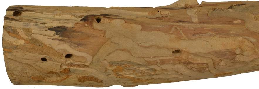 Pf CZ Sorbus torminalis.JPG